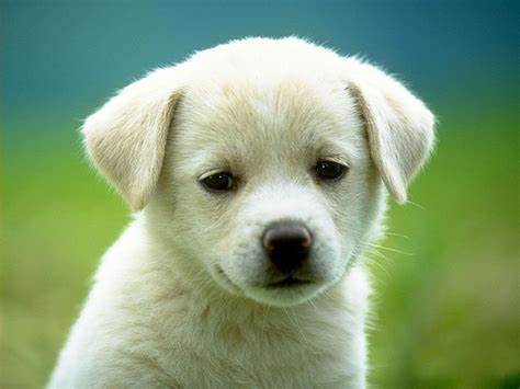 狗狗